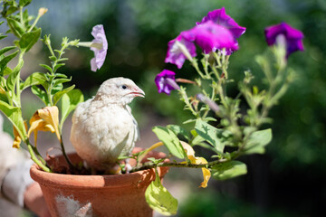 the photo shows a Texas-bred quail sitting in a pot of flowers