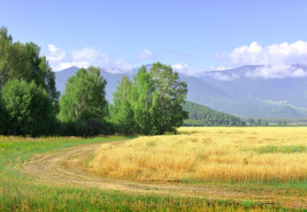 Fototapeta na wymiar Uymon valley in the Altai mountains