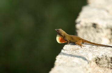 Lagartija común 