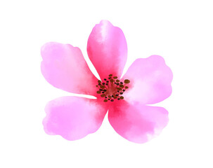 Watercolor of Cosmos flower isolated on a white background.