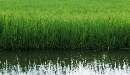 Obraz premium Medium-term growing rice fields