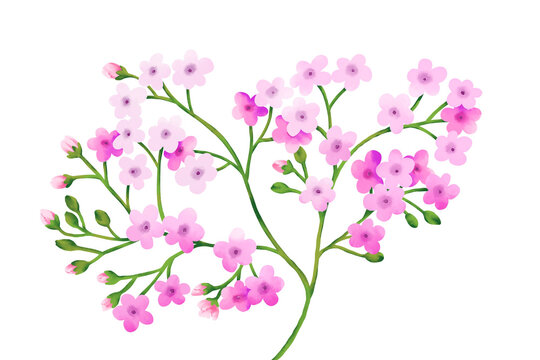 Branch of the pink watercolor flower isolated on white background. Tender, pink  small flowers.