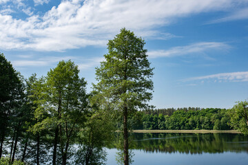 Obraz premium Trees, lake on a sunny day