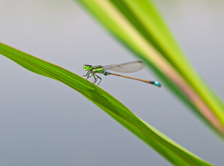 Closeup detail of small pincertail dragonfly on green leaf