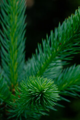 Young green needles on an evergreen coniferous tree. Selective foreground focus on a spruce branch with young fluffy needles.