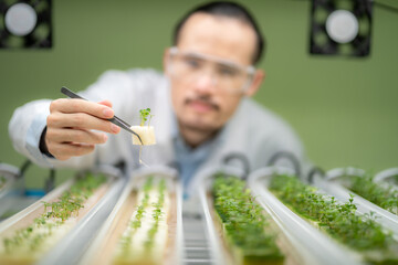 professional agriculture scientist working to research on a organic vegetable plant in laboratory...