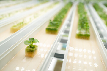 professional agriculture scientist working to research on a organic vegetable plant in laboratory greenhouse , development of smart technology for hydroponic growth farming indoor vertical farm