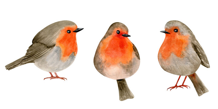 bird #cutelittlebirds #cutelittleanimals #animals - Cute Drawing Robin Bird,  HD Png Download , Transparent Png Image - PNGitem