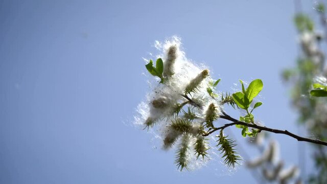 Green branches, densely covered with bundles of fluff, like cotton tubers,
against the blue sky. Pollen flying in the air.