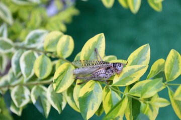locust insect on green plant