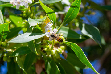 bee on a flower