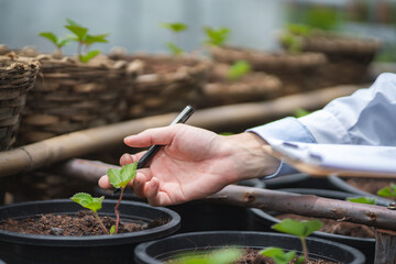 agriculture scientist working to research a green vegetable plant in a field of biology laboratory, biotechnology is a technology, botany experiment of nature ecology organic greenhouse farming growth