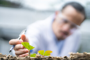 agriculture scientist working to research a green vegetable plant in a field of biology laboratory,...