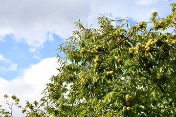 hedgehogs hanging from a chestnut branch just before harvest in October in the fall. Secular chestnut forest near Greve in Chianti. Italy