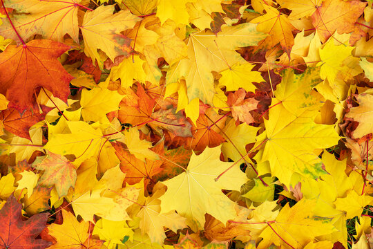 Autumn maple leaves background.