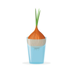 Sprouting onions. Onion in a glass glass. Growing greenery at home. Vector illustration isolated on a white background for design and web.