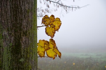 autumn yellow leaves on the tree in the fog