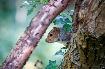 Inquisitive grey squirrel in a tree in the woods