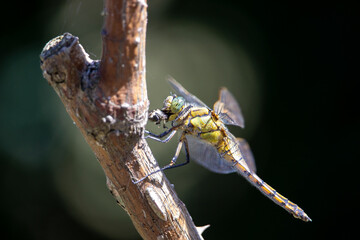 A dragonfly eating a fly. This yellow dragonfly just caught its prey and is now eating it. These insects are lethal predator.