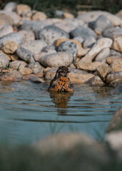 Orange bird taking a morning bath in a natural pond