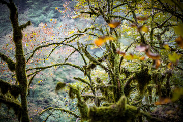 tree branches in moss, mountain forest