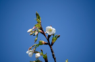 青空と桜