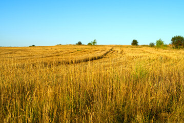 The field after harvesting rye is golden in color.