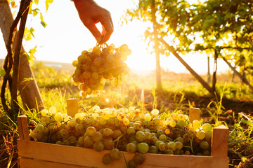 during harvest, close up the hand of a farmer picking a white grape in the box. the farmer holds a grape in his hand during harvest at sunset. - obrazy, fototapety, plakaty