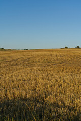 The field after harvesting.