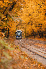 Tram in the autumn forest