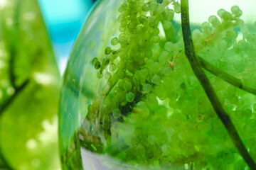 green algae nature background, water sea plant research in environment science laboratory, aquatic...