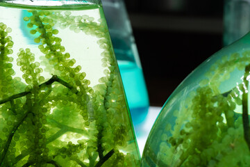 green algae nature background, water sea plant research in environment science laboratory, aquatic...