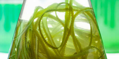 green algae nature background, water sea plant research in environment science laboratory, aquatic leaf macro texture of seaweed, organic life in biotechnology underwater ocean with light, biofuel use