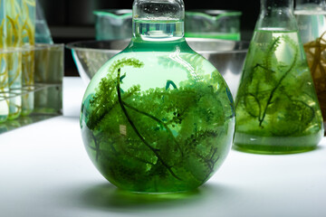 green algae nature background, water sea plant research in environment science laboratory, aquatic leaf macro texture of seaweed, organic life in biotechnology underwater ocean with light, biofuel use