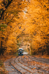 Tram in the autumn forest