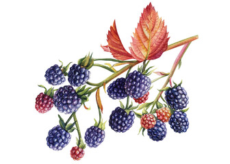 Autumn blackberries on a branch, berries and leaves isolated white background. Watercolor botanical illustration