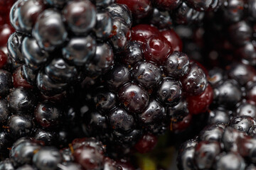 Ripe fresh blackberries, an abstract background of blackberries. Top view. Close-up. Macro. Blackberry berries with water drops. Flat lay. Useful forest fruits. Super food. Concept of healthy eating