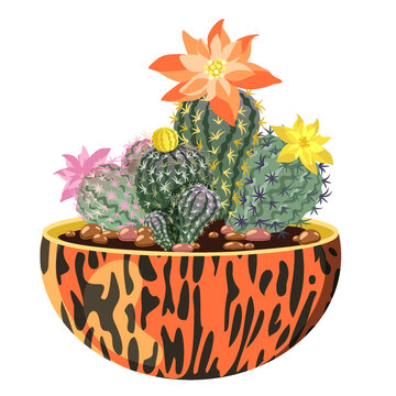Blooming cacti in a pot. Vector image.