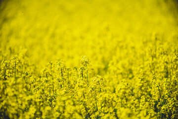 yellow field