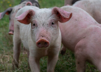 Close-up of a pink piglet's head in a herd, standing on a meadow and staring