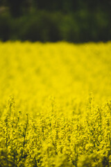 field of yellow flowers
