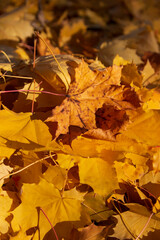 autumn maple yellow leaves as background