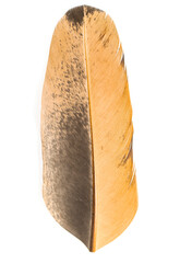 black-brown bird feather on white background