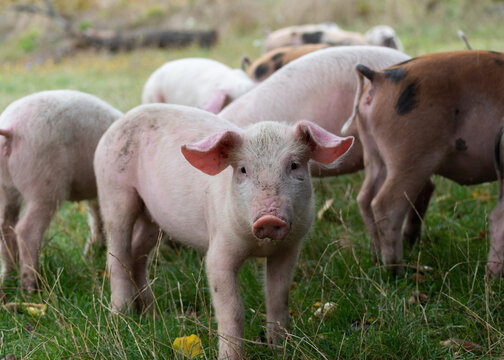 A cute pink piglet stands in front of a herd in a meadow and stares at the camera