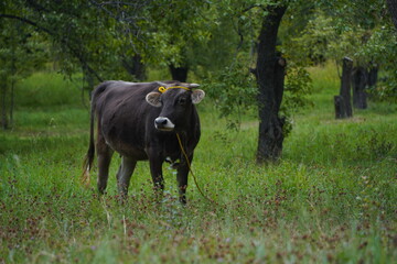 A cow grazes in an apple orchard