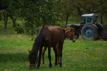 Fototapeta na wymiar A horse grazes in an apple orchard