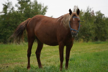 Fototapeta premium A horse grazes in an apple orchard