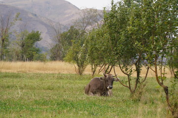 A cow grazes in an apple orchard