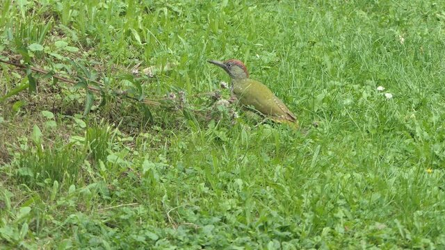 Gr&uuml;nspecht auf einer Wiese, pickt Ameisen