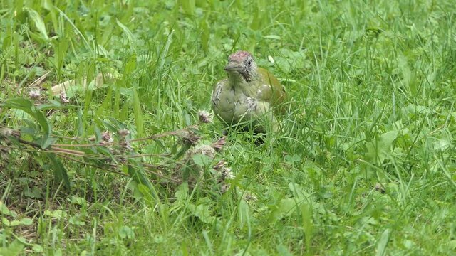 Gr&uuml;nspecht auf einer Wiese, pickt Ameisen